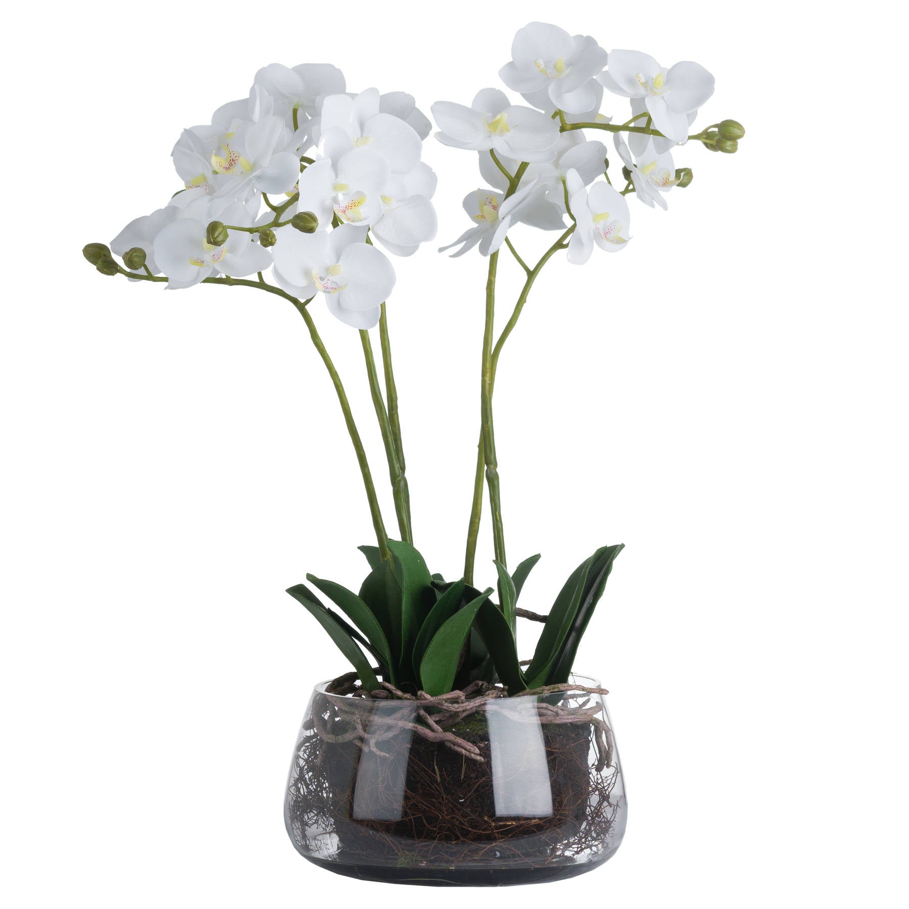 White Luxury Orchid In Glass Pot